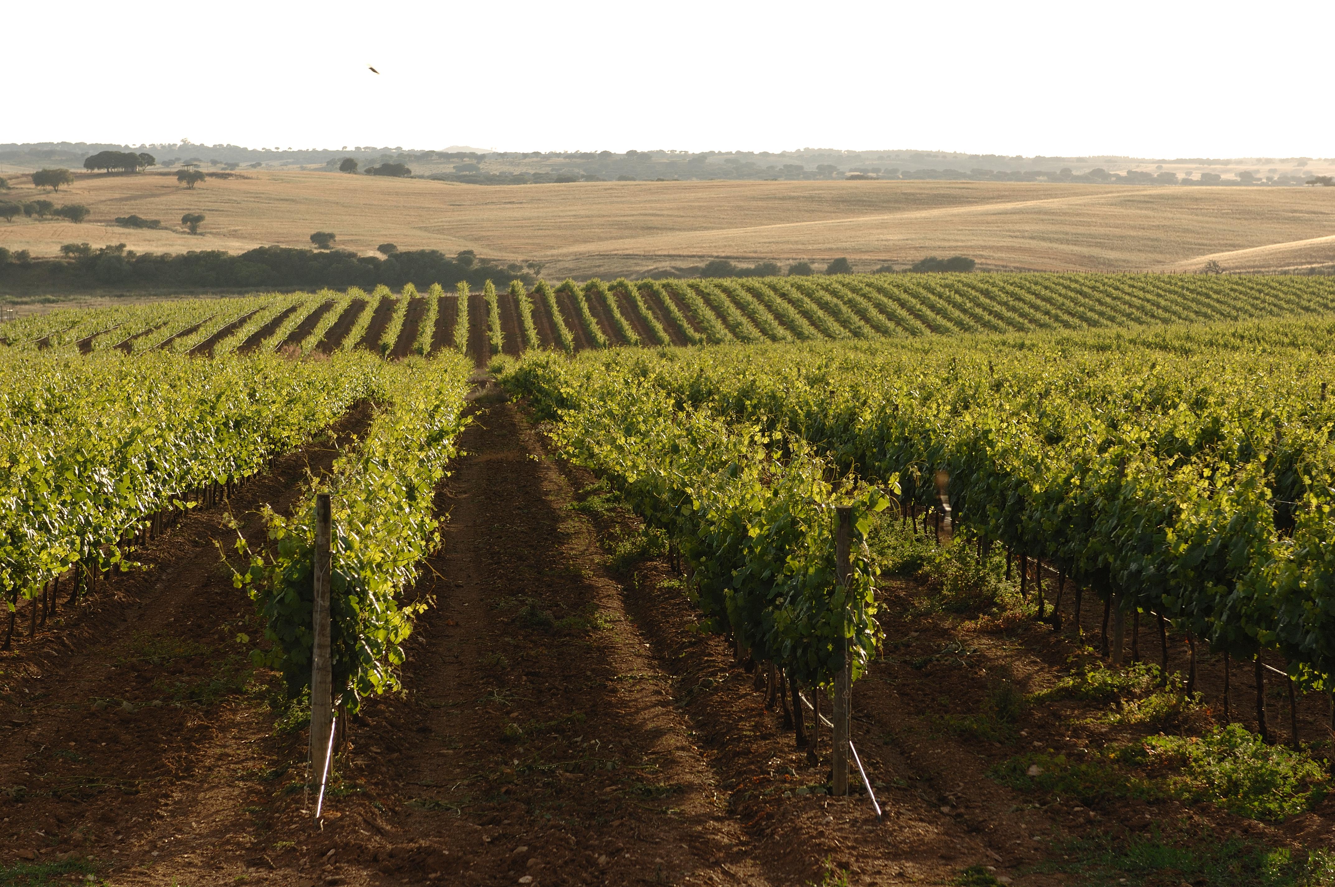 Vila Gale Alentejo Vineyard - Clube De Campo Albernoa Exterior foto